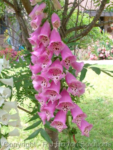 Foxglove 2 9556